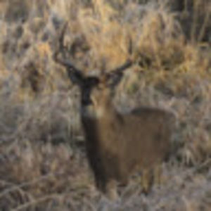 Meet your Posher, Thomas